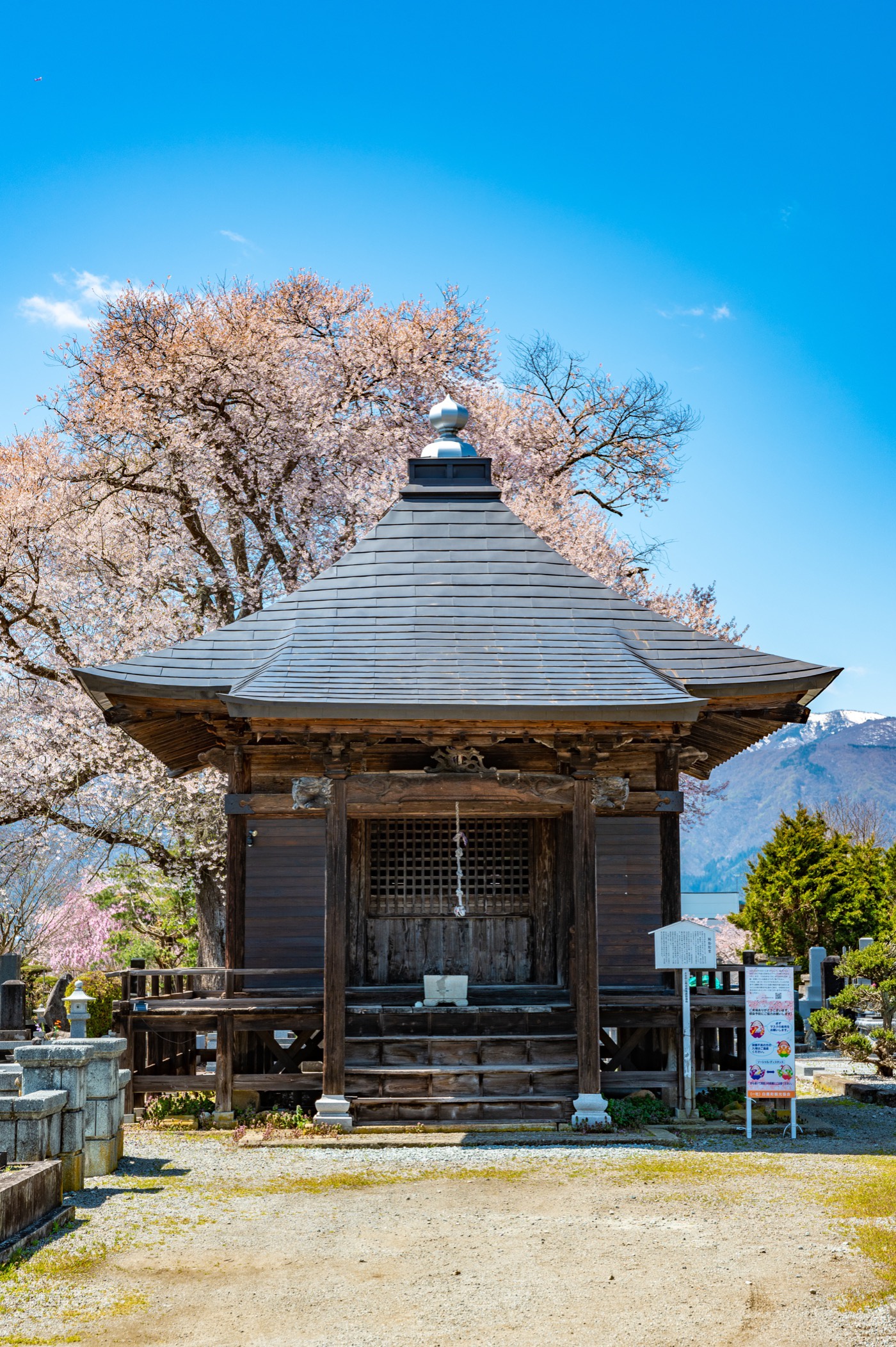 置賜さくら回廊「称名寺阿弥陀堂の桜」 | 白鷹町 | ヤマガタイメージズ 